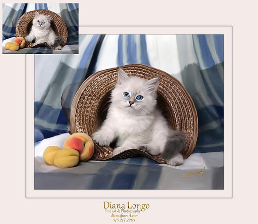 white kitten-2-website fb-_002